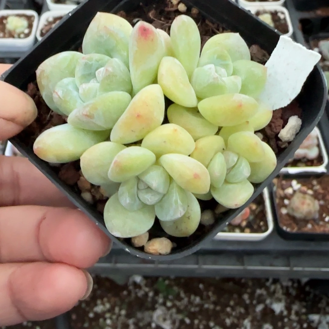 小卡拉米糖心一物一拍