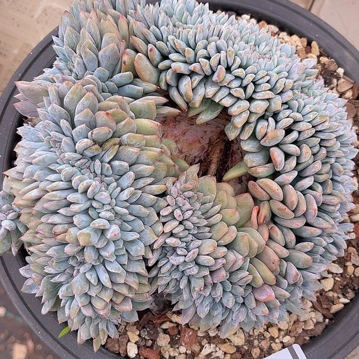 橙梦露缀2735多肉植物