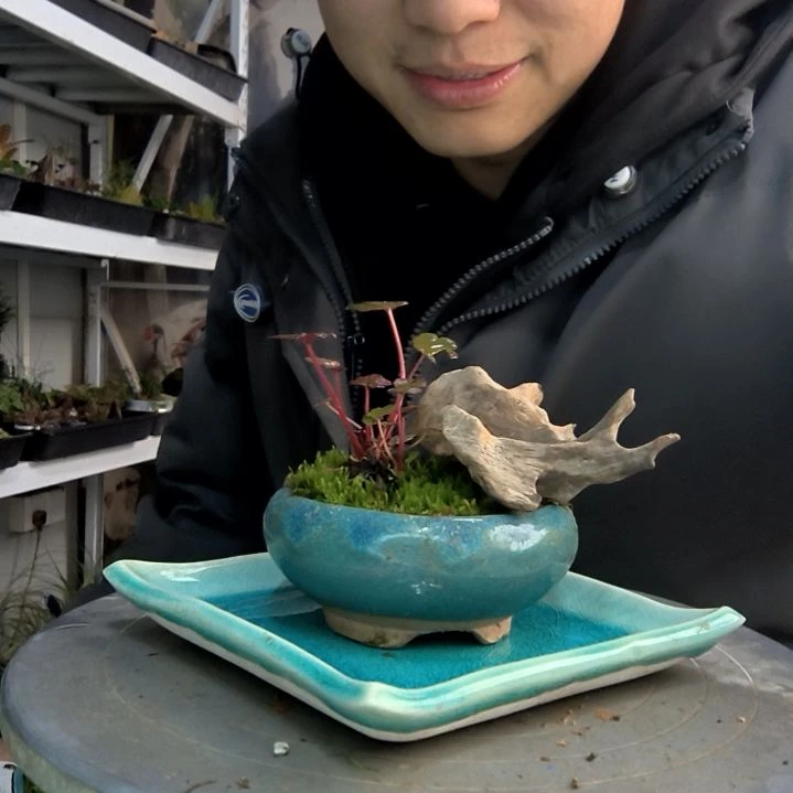 肖*波小盆景小植物一物一拍133