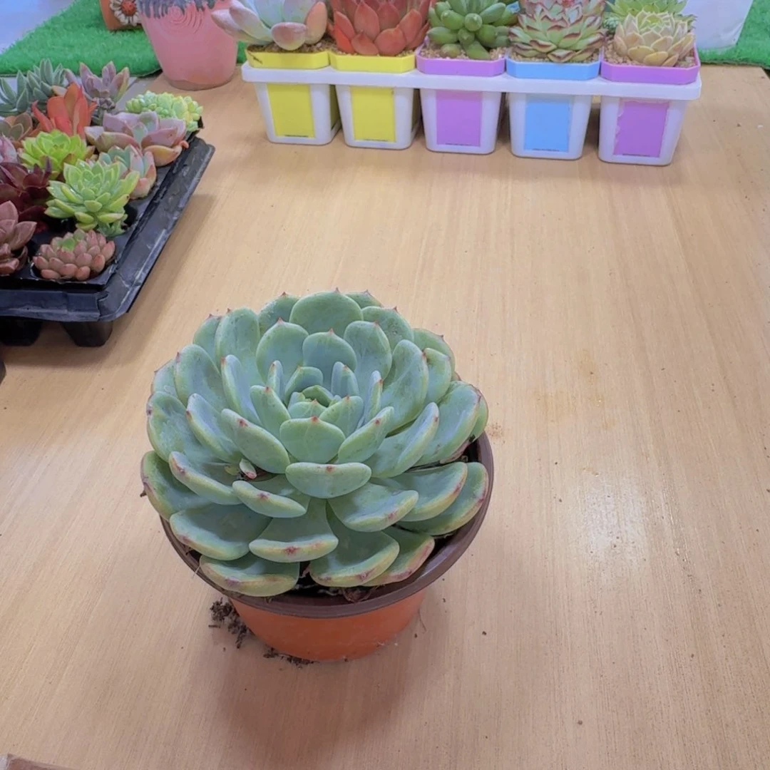 多肉植物三文鱼120