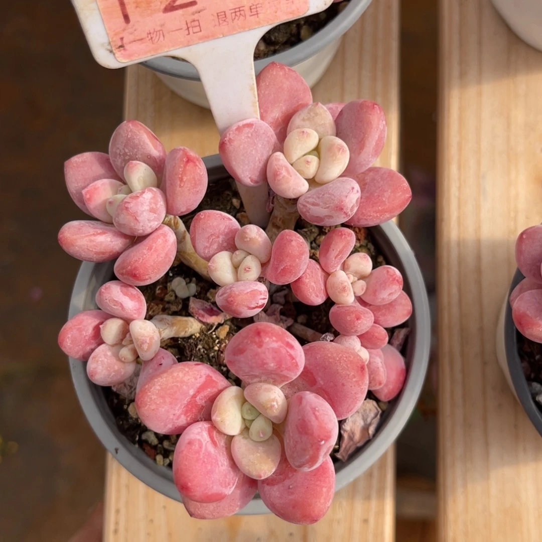 云尘多肉一物一拍1200