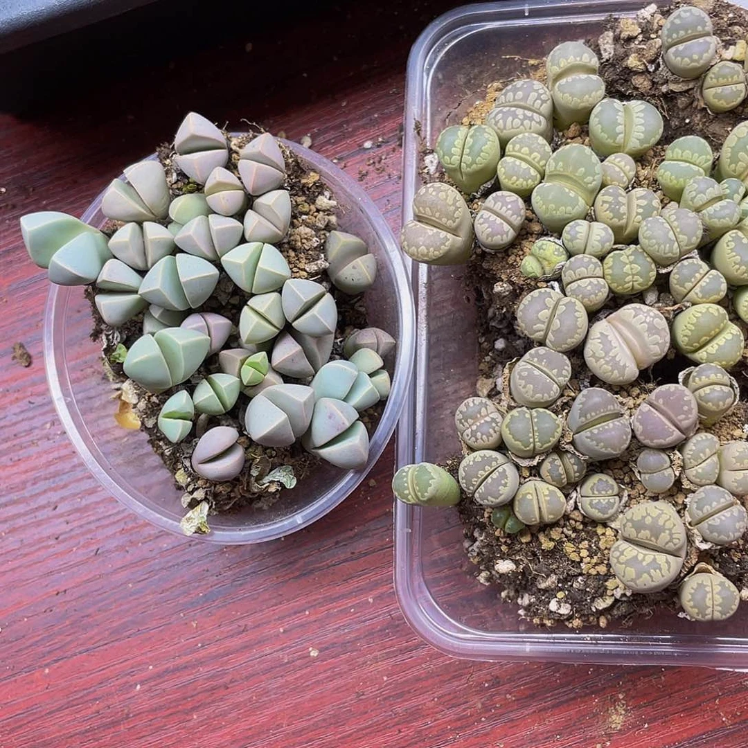 765000000花花花花花花