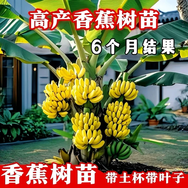 广西香蕉树苗100棵当年结果矮化皇帝蕉粉蕉南方桂香蕉苗四季盆栽