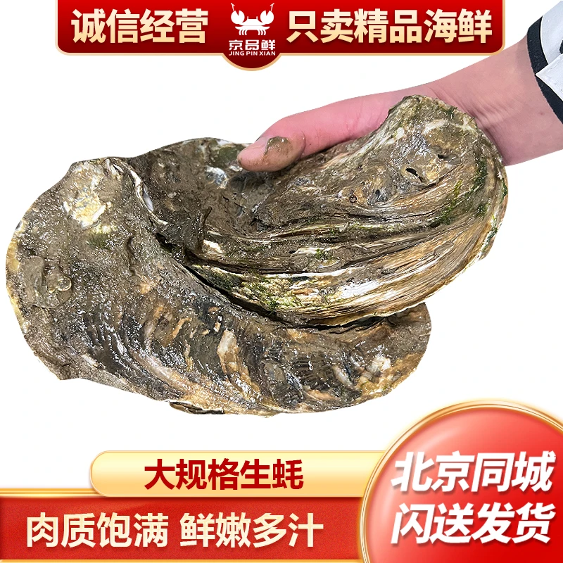 鲜活生蚝大规格