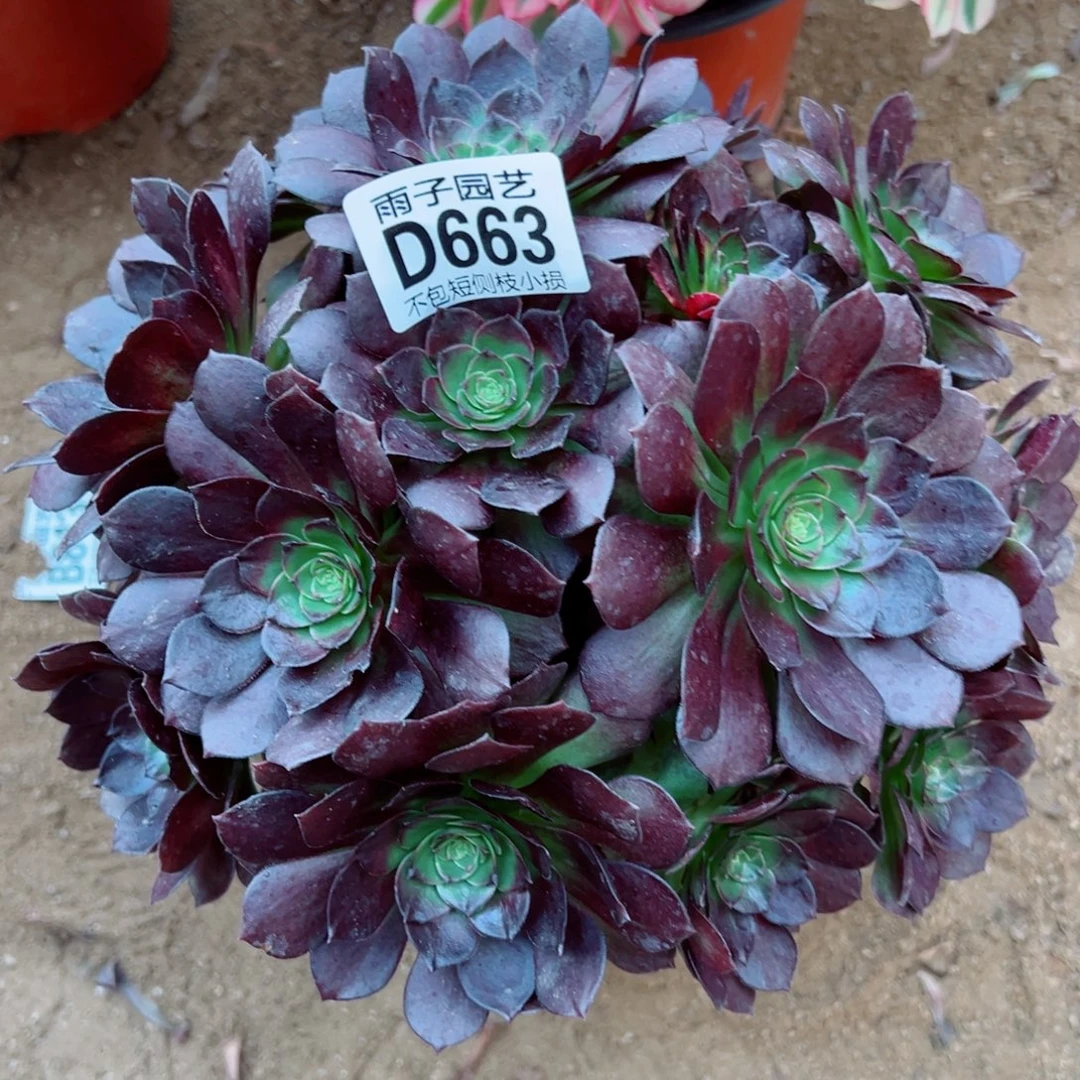 663黑珍珠雨子多肉植物