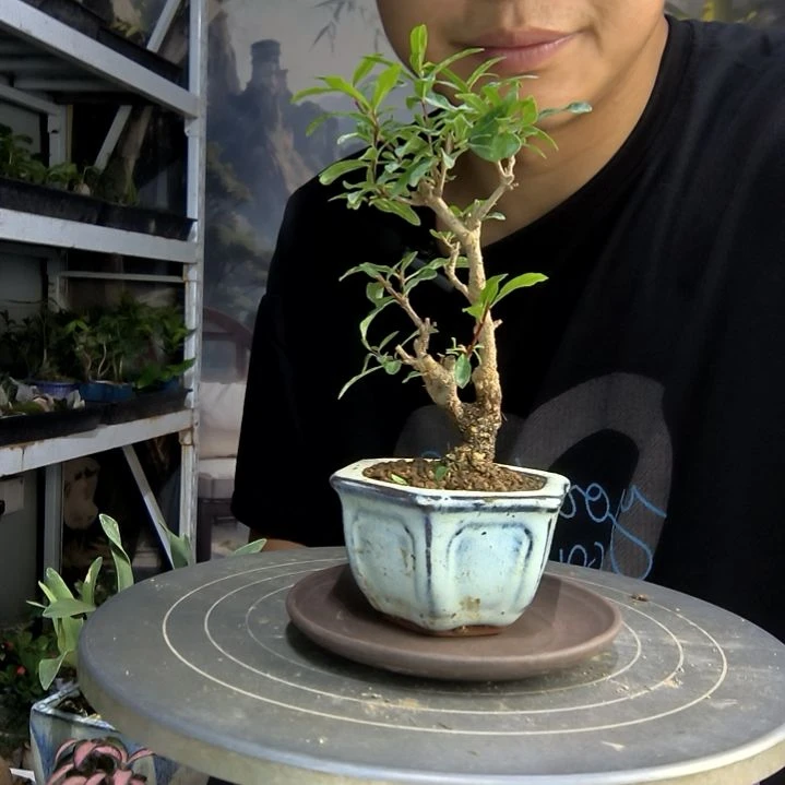 竹*中青园艺一物一拍89