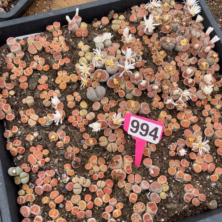 994号888888888888888