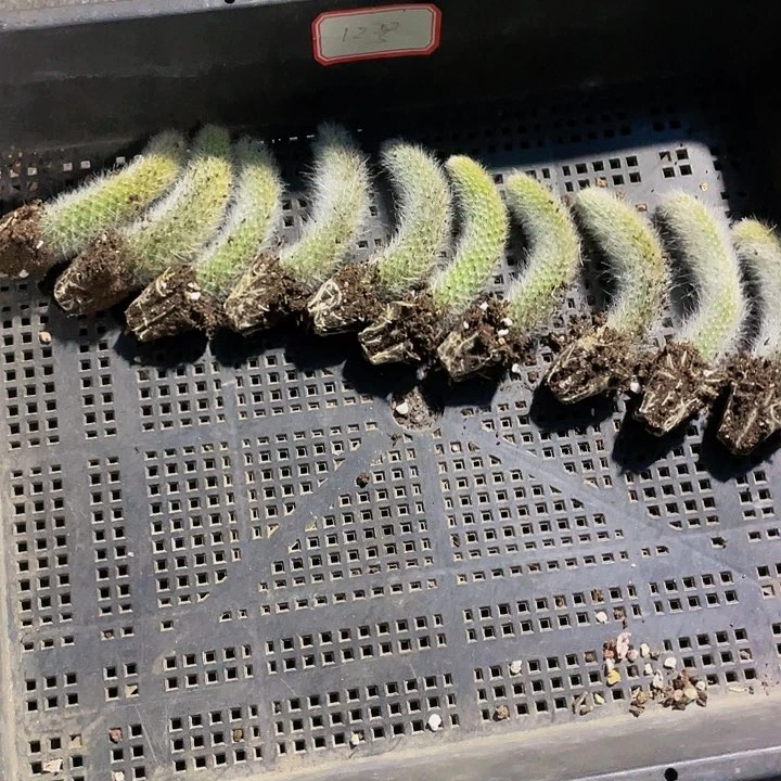 管***肉12号筐带土发九尾狐