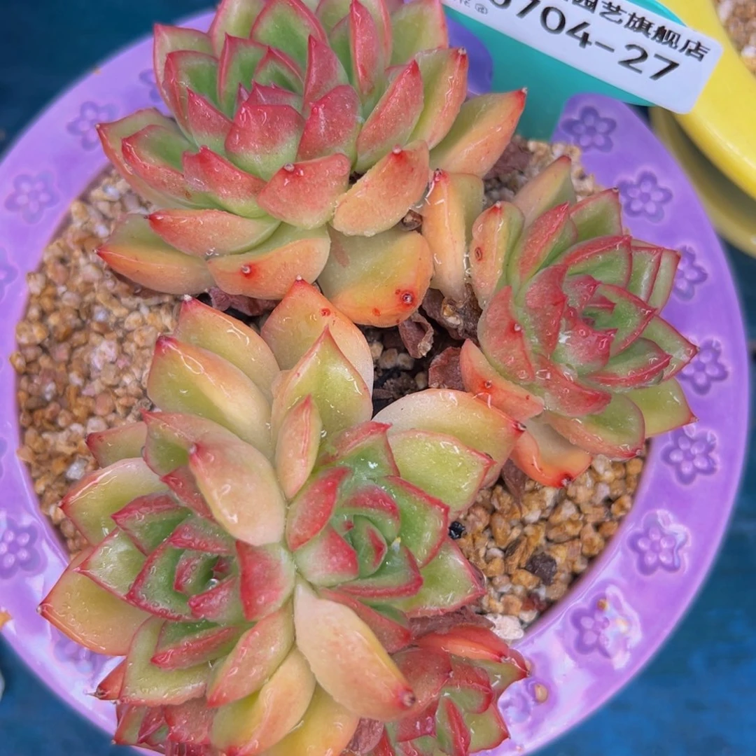 多肉一物一拍0704-27