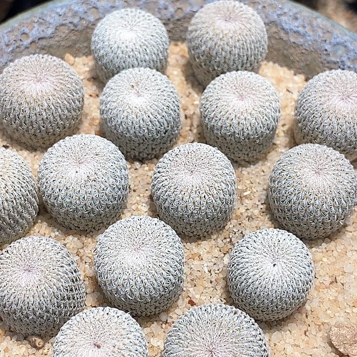 月世界实一颗