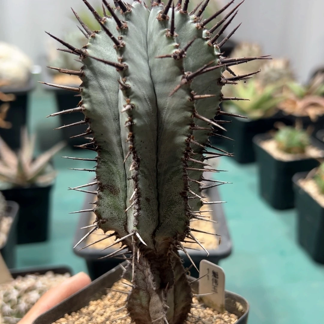 魁伟玉 侧芽繁殖脱土发货多肉植物脱土