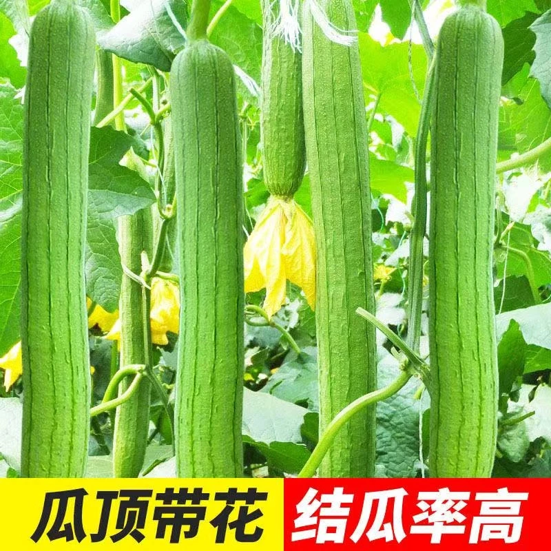 丝瓜早熟肉丝瓜天然苗秧长香丝瓜苗丝瓜秧苗高产蔬菜丝瓜苗