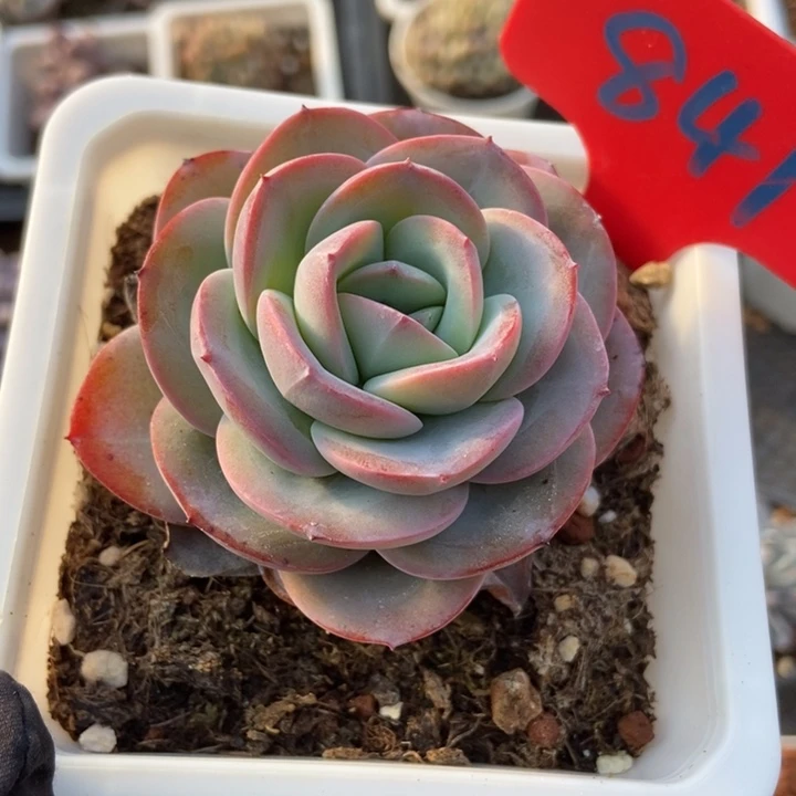 841布鲁蓝多肉植物保护