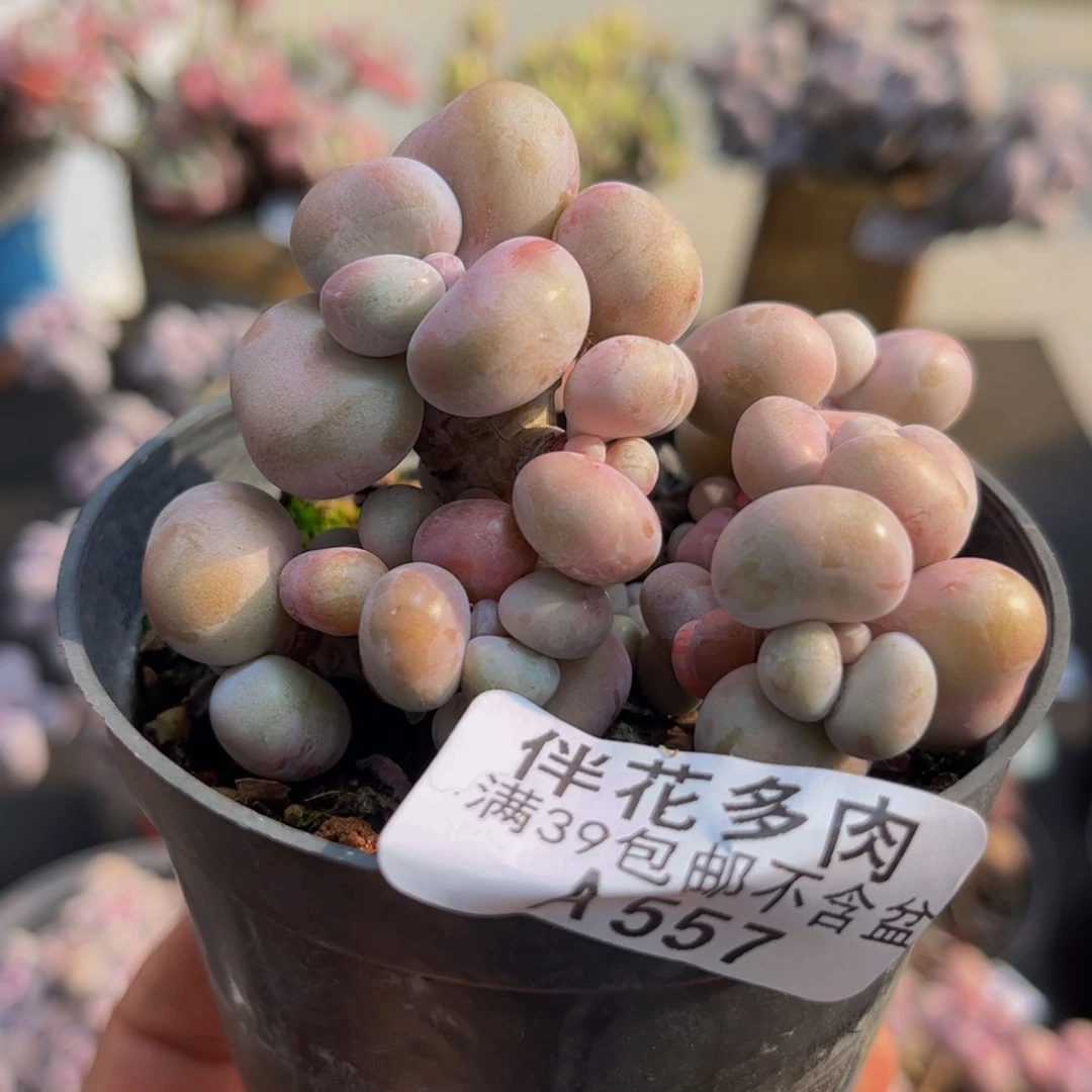 557/6cm腰子桃蛋有砍带盆土发