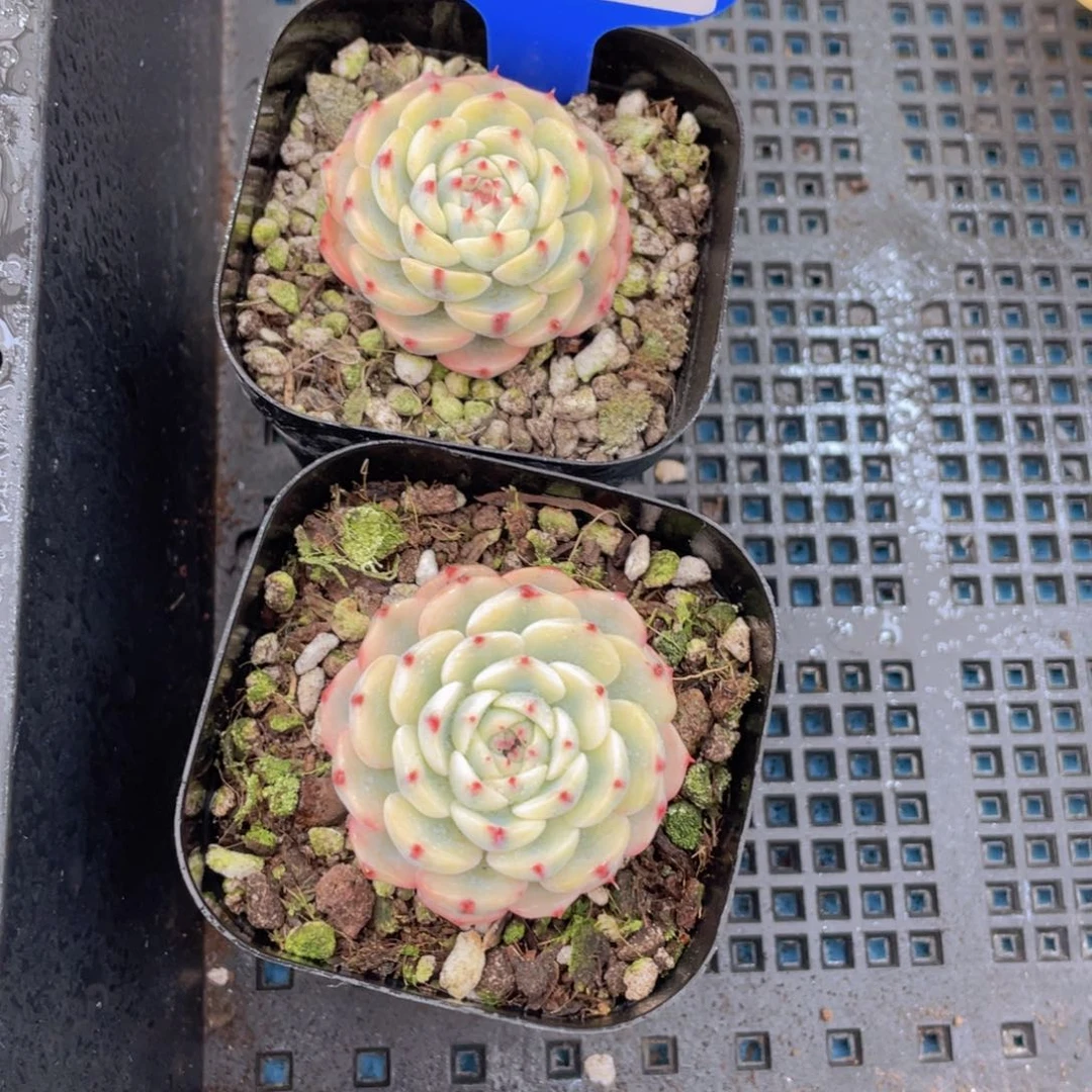 368号姬莲锦单头一个