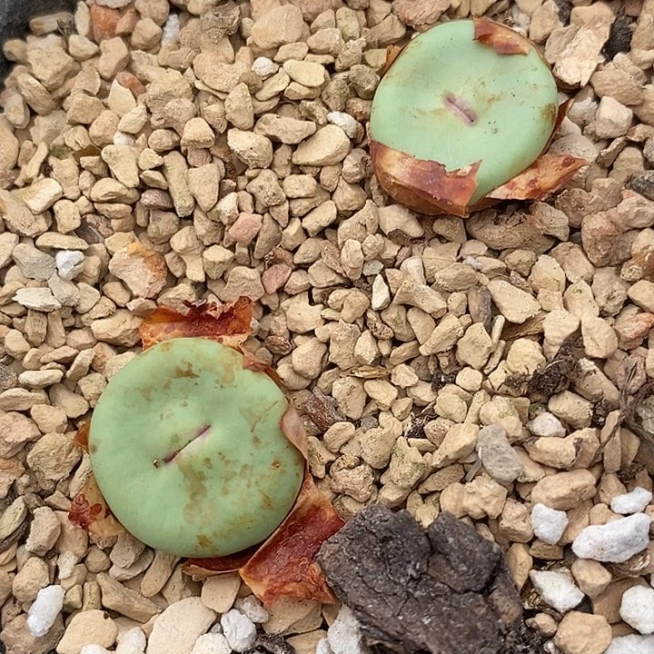 152两颗Dows嘴2颗