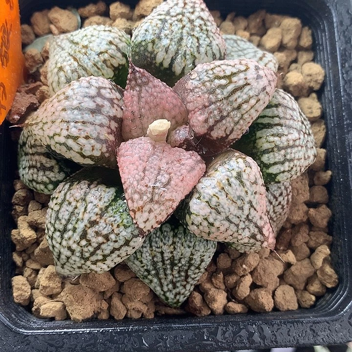 大久保白银一物一拍