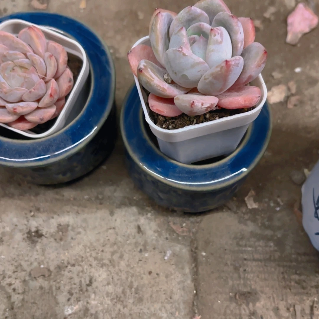 幸***人蓝盆盆盆盆盆盆新疆包邮