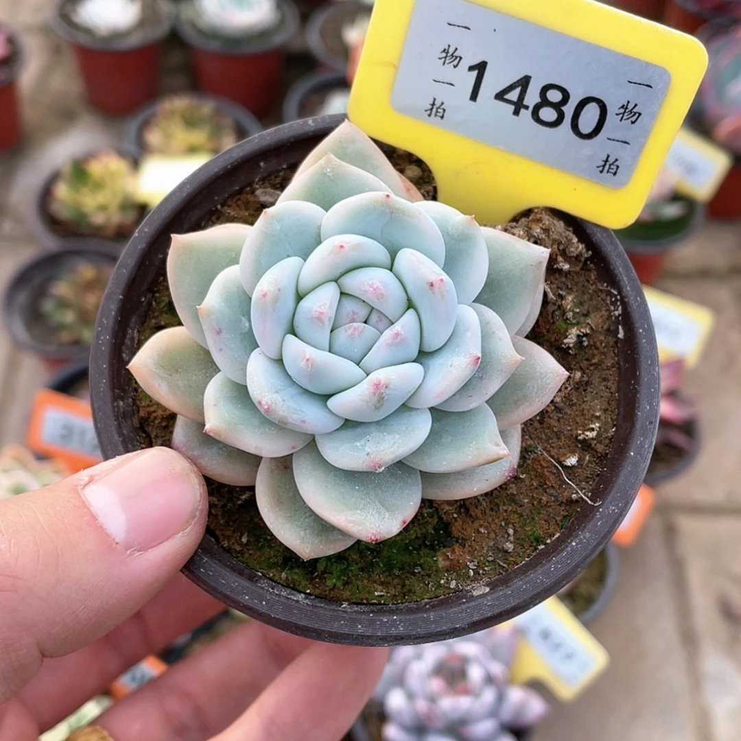 【闪购商品】1480号