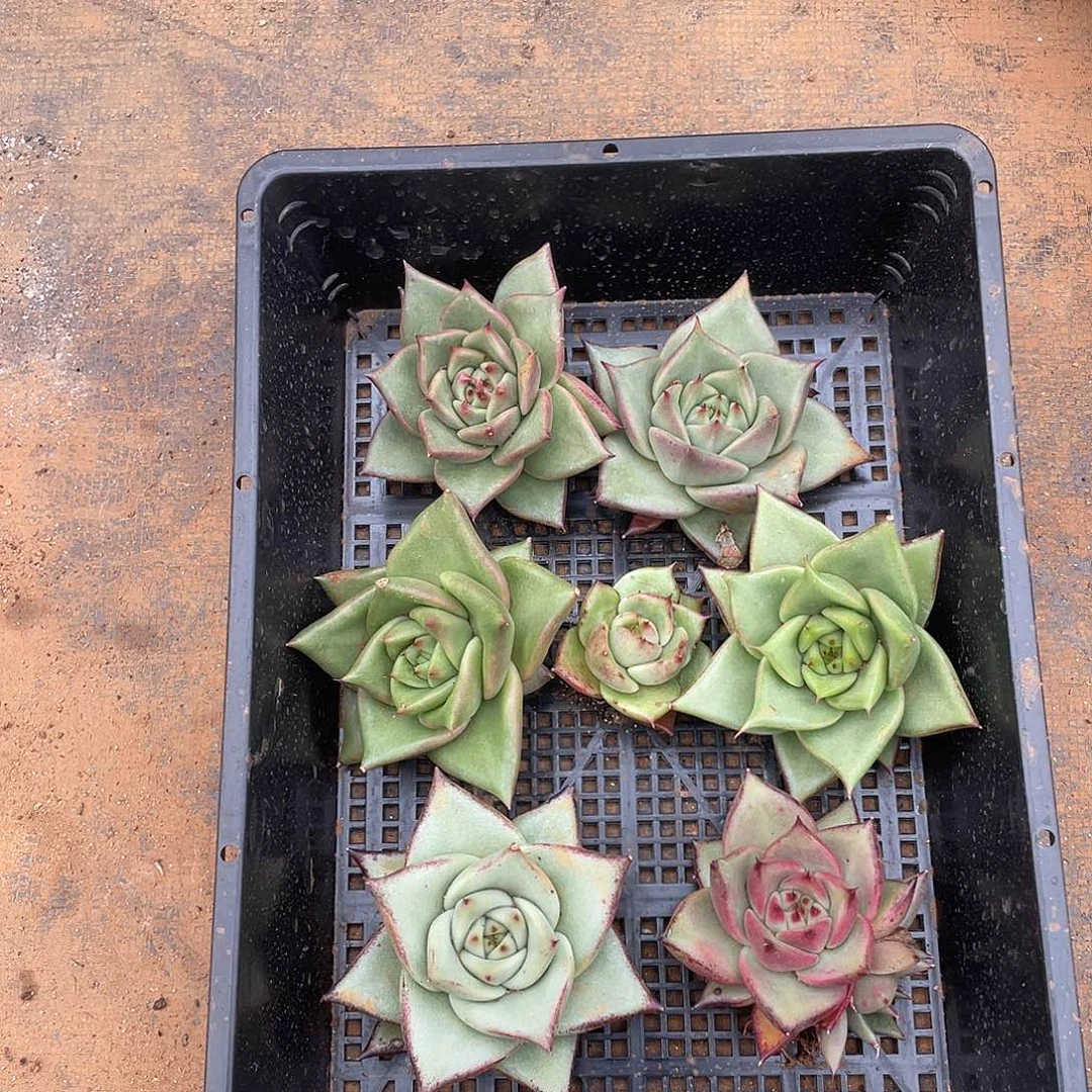 若如东云组拍580