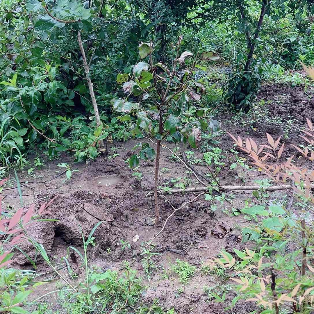 当前无花栽培后可以开花丁香紫丁香独杆棒棒糖