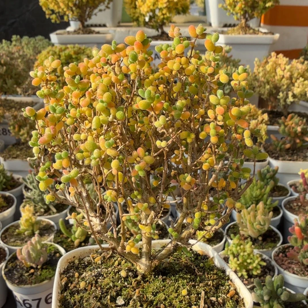 A740米粒老桩枝干