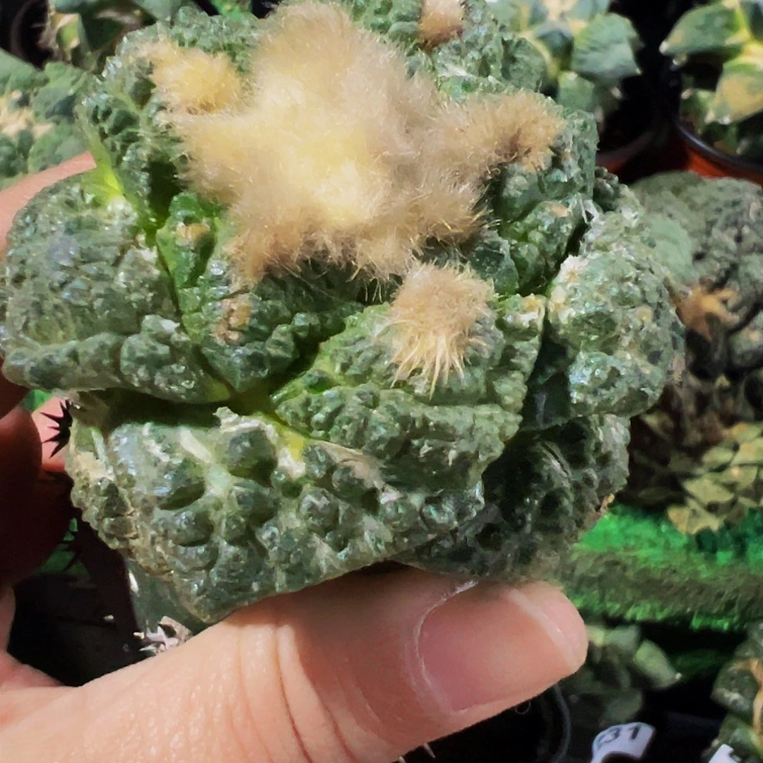无花朵福利苗接龟甲牡丹847