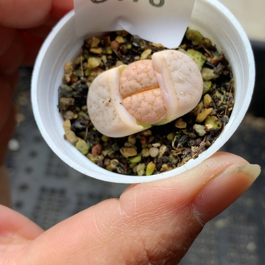 G176多肉植物保护研究所