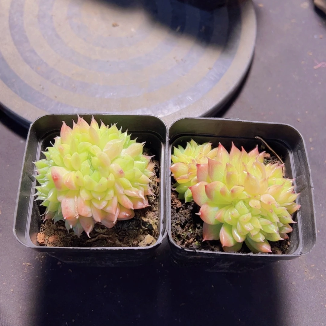 心**飞珍妮，多肉植物