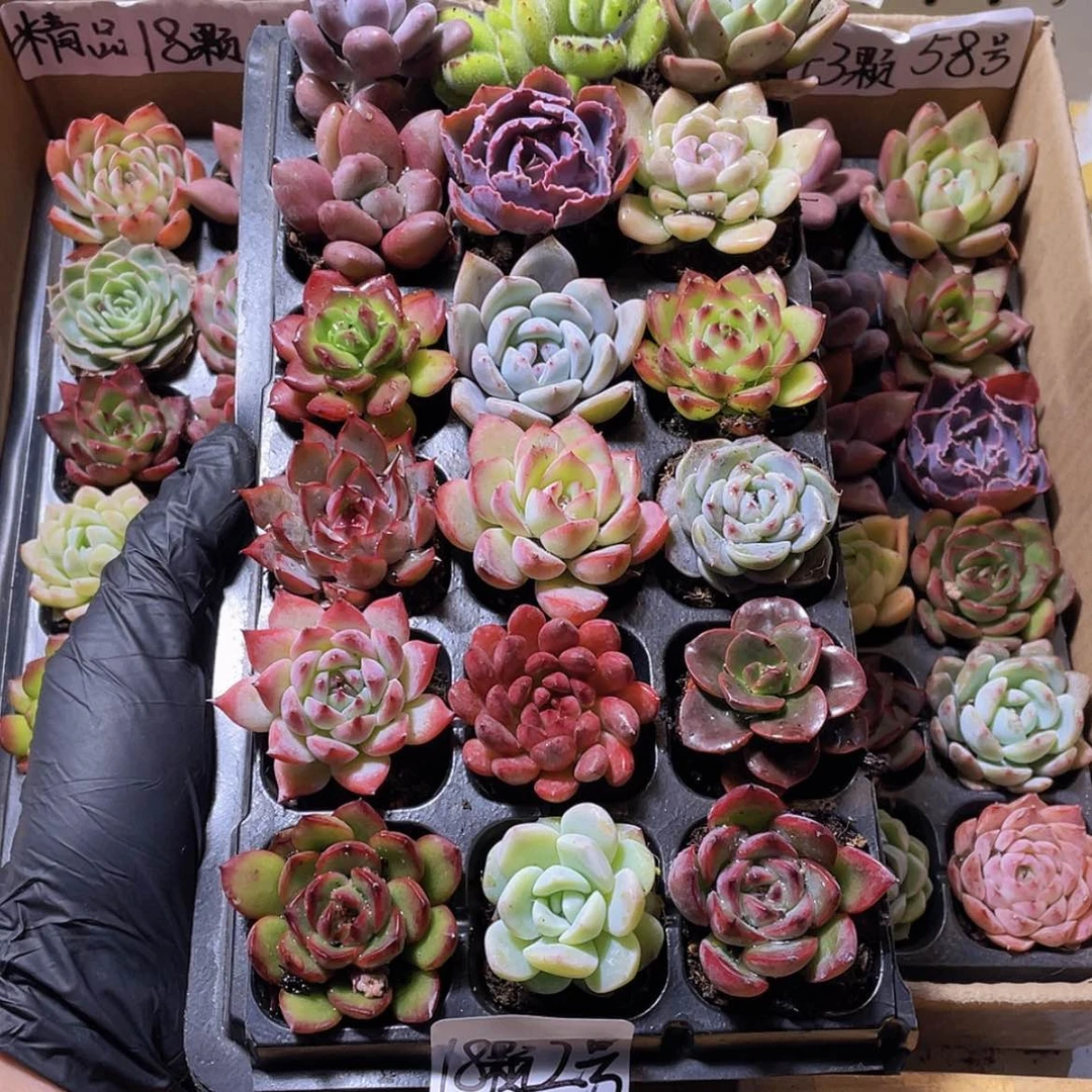 【闪购商品】【量拍】18颗-2号约3-5厘米