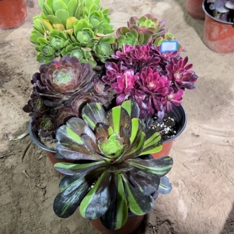 621多肉植物组合