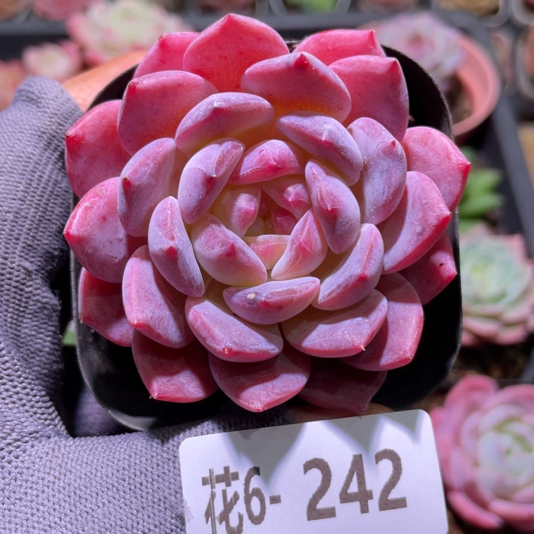 花利美6-242颜霜