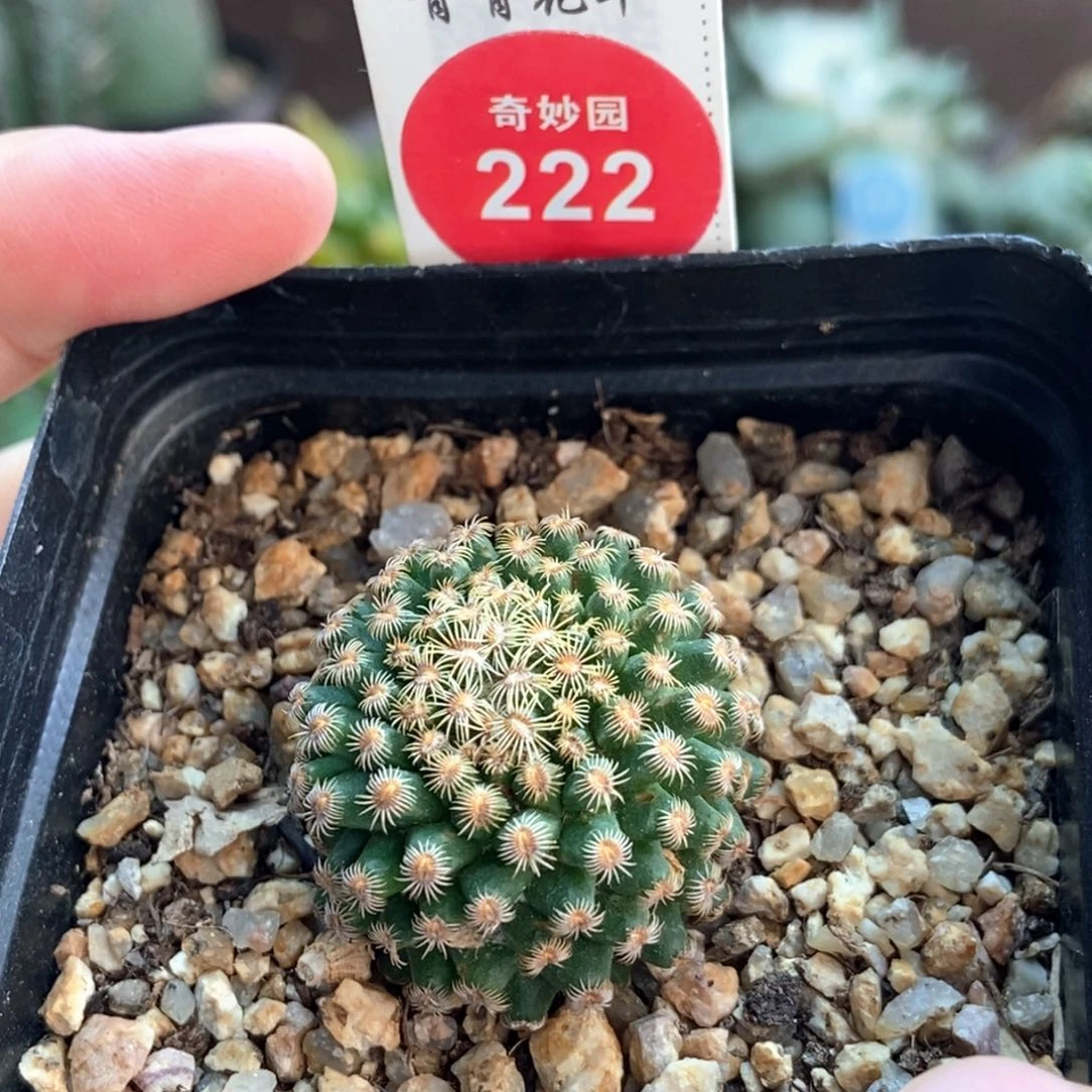 自根球一颗仙人球3cm
