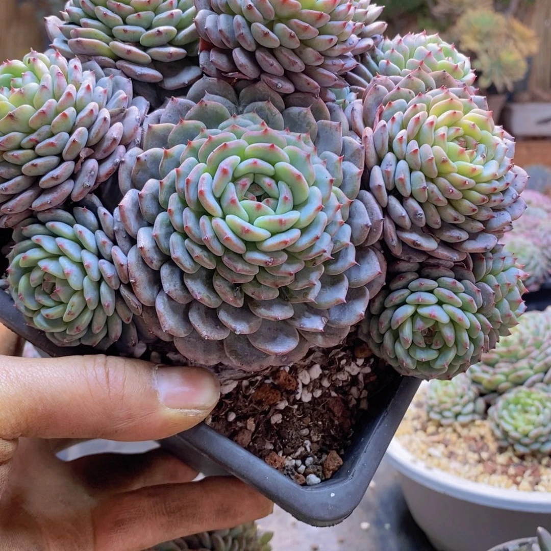 禾*C19号白胖子群生