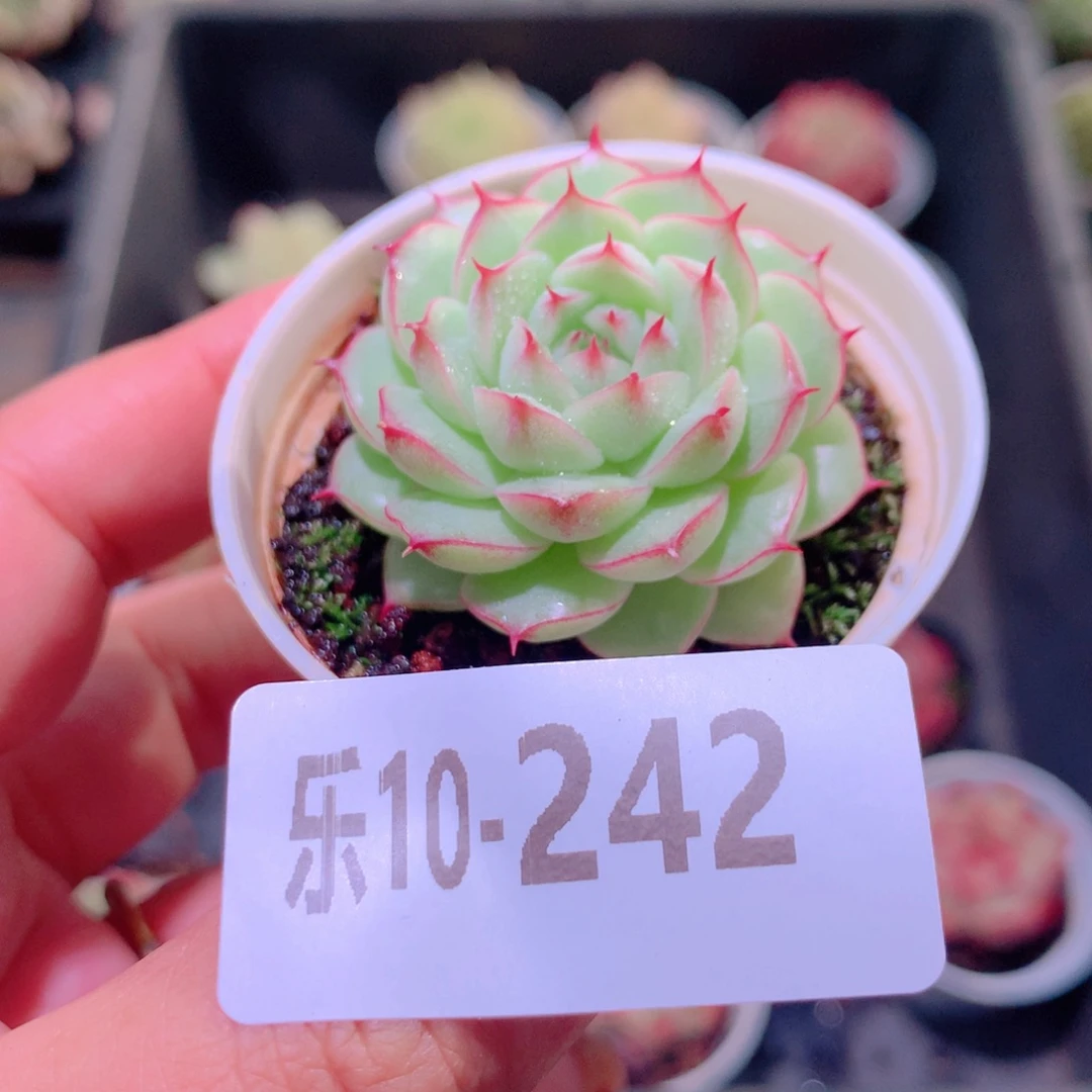 乐然10-242 海王单头