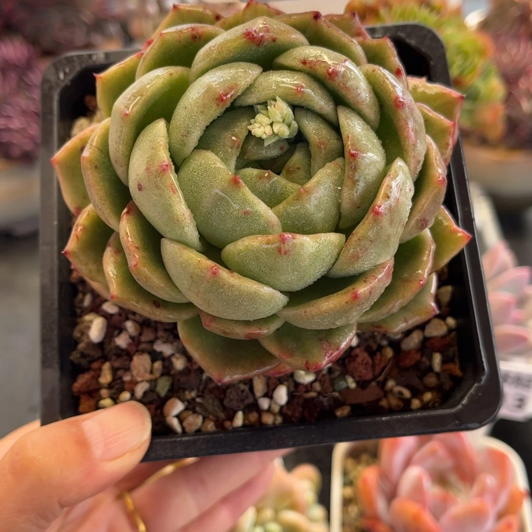 1484 天冷地区必拍保温箱