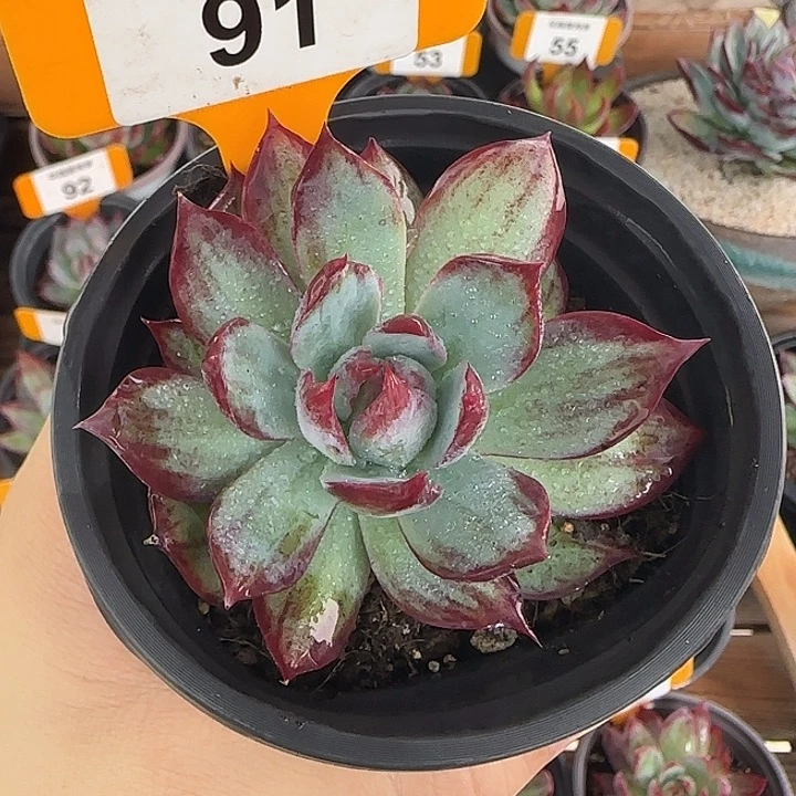 91 惊鸿仙子多肉植物