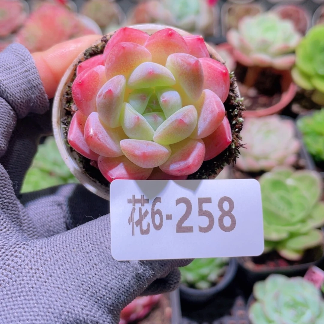 花利美 6-258冰娃娃