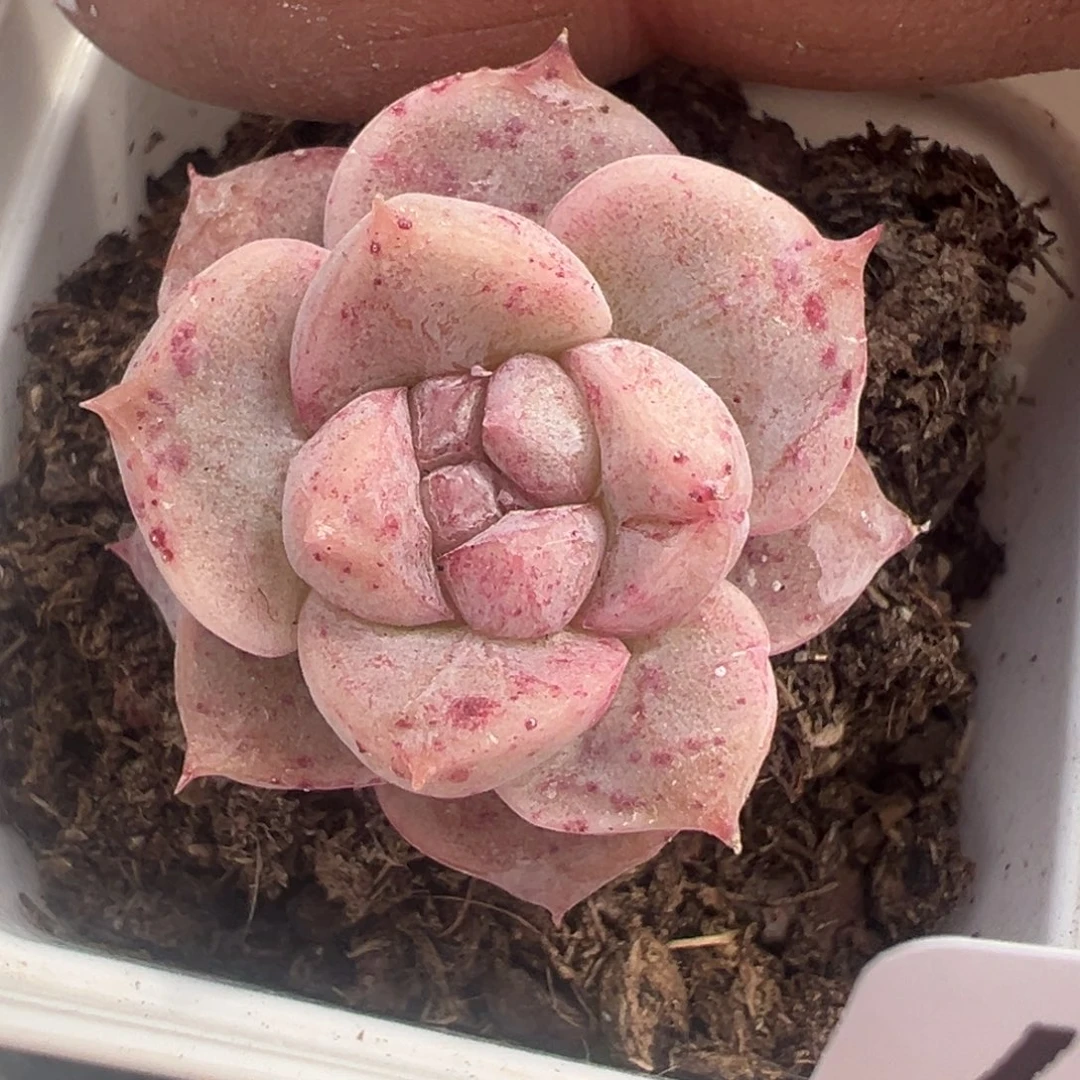 小卡拉米糖心一物一拍6-57