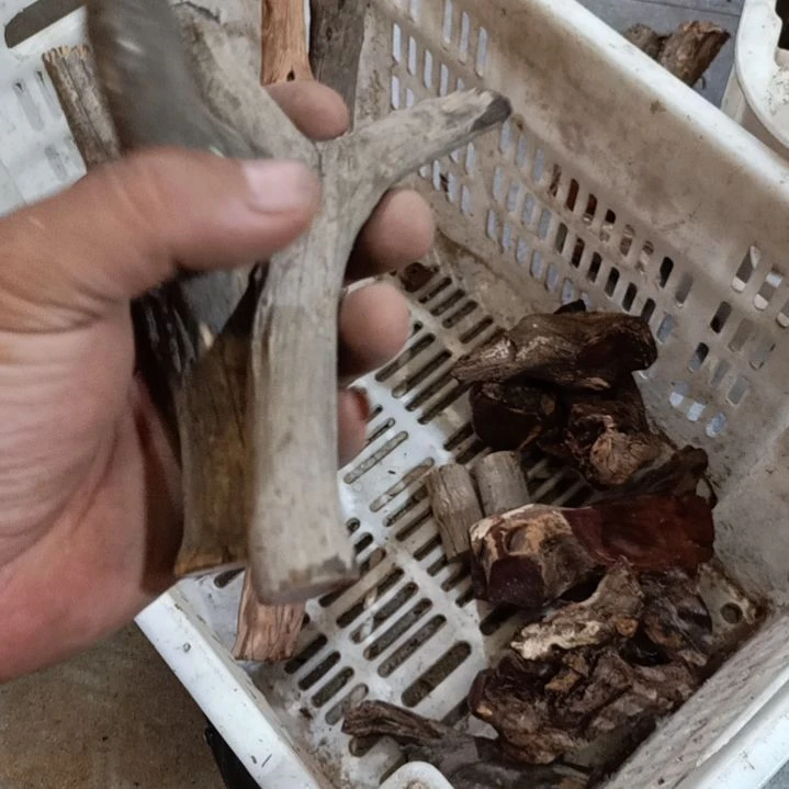 清***风柏木崖柏原叉崖柏原叉