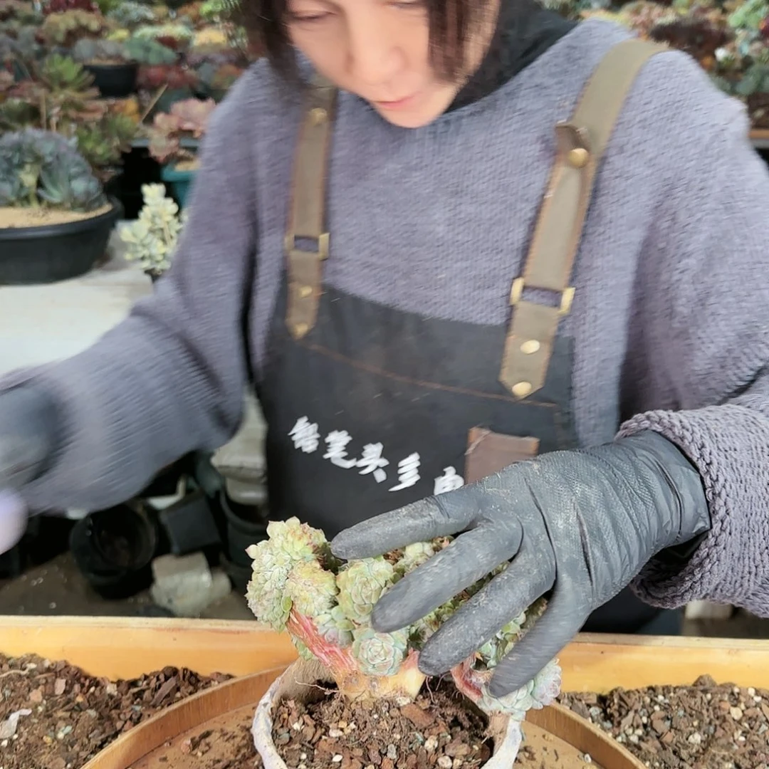 计*计林。冰魄缀380        肉