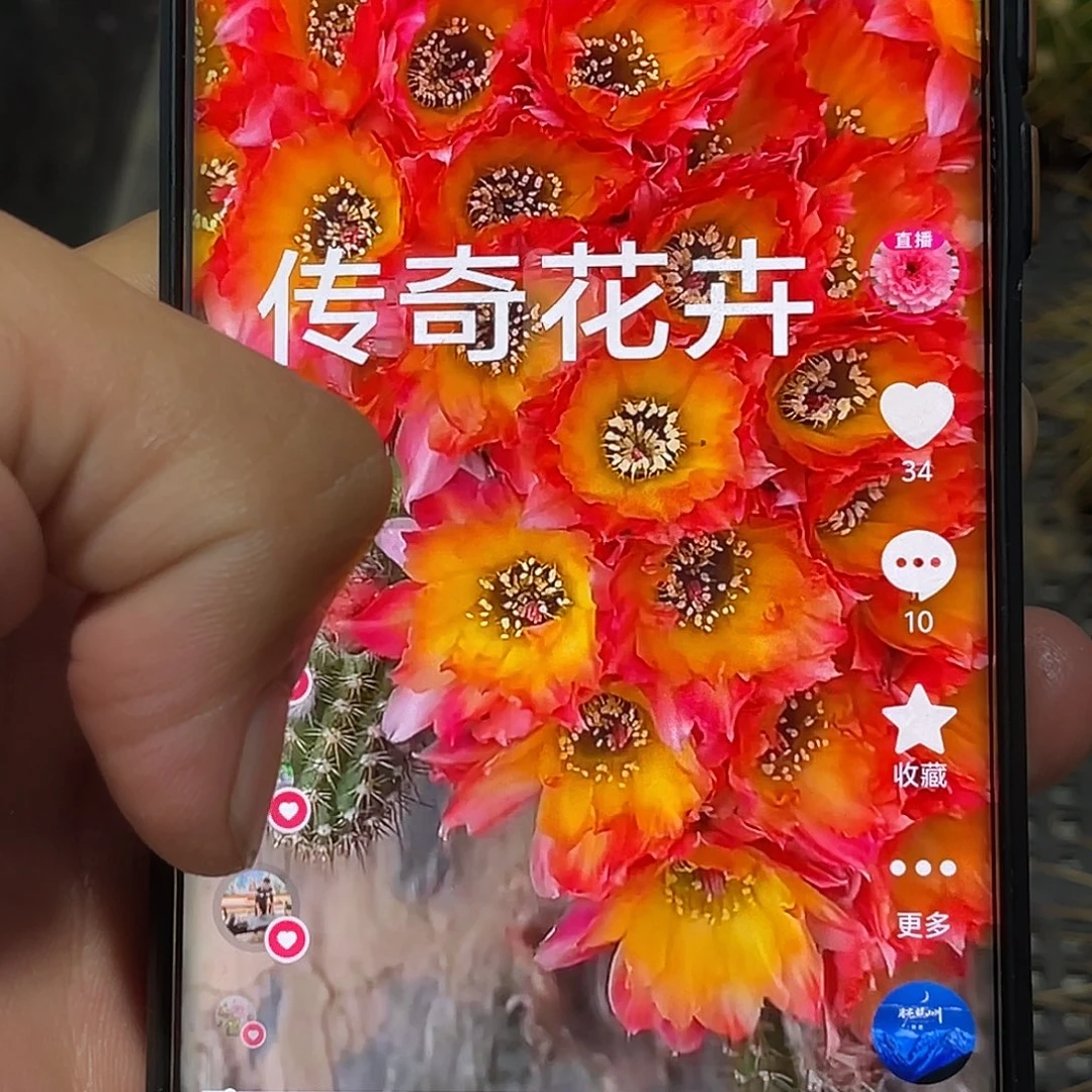 白檀 B35枝条 高 5–6公分