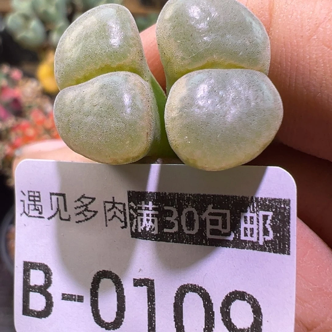 多肉植物1111111111