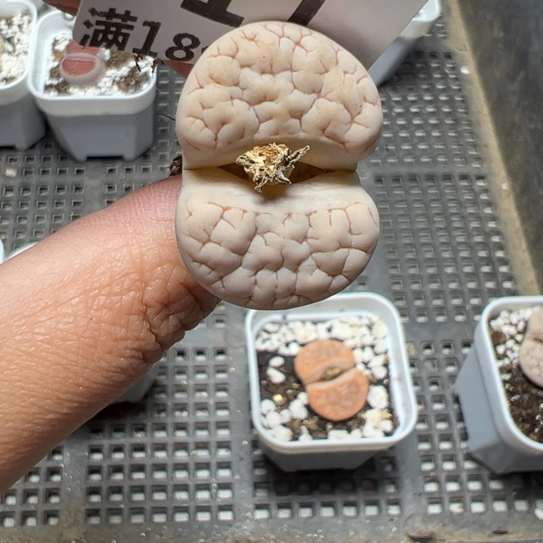 【闪购商品】大*弟611……