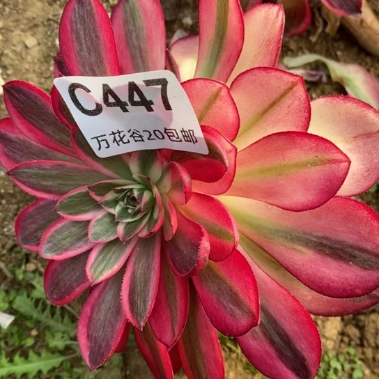 447倾城无根多肉植物