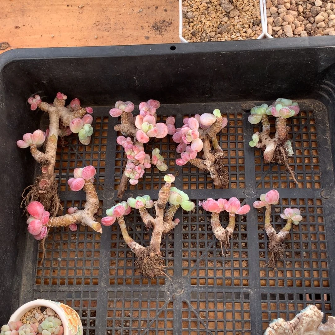 D***n罗琦多肉一物一拍