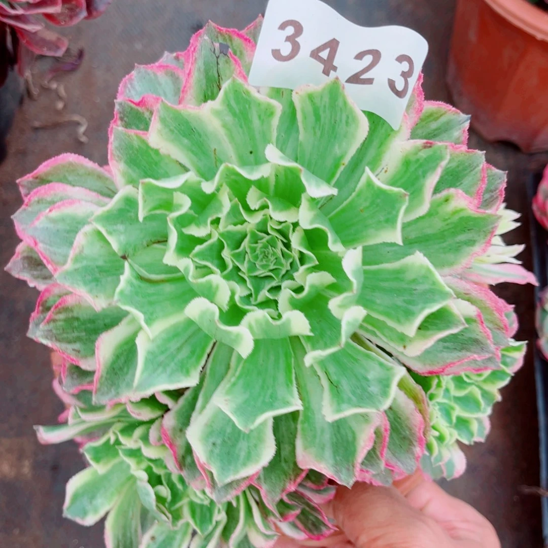 云翠多肉发货发货