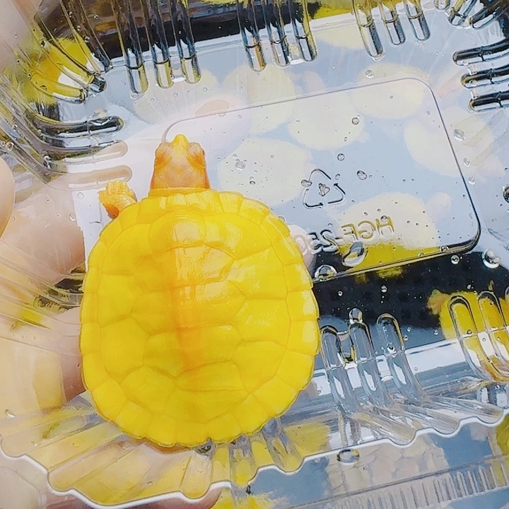 灰***末绿毛龟母222222222222