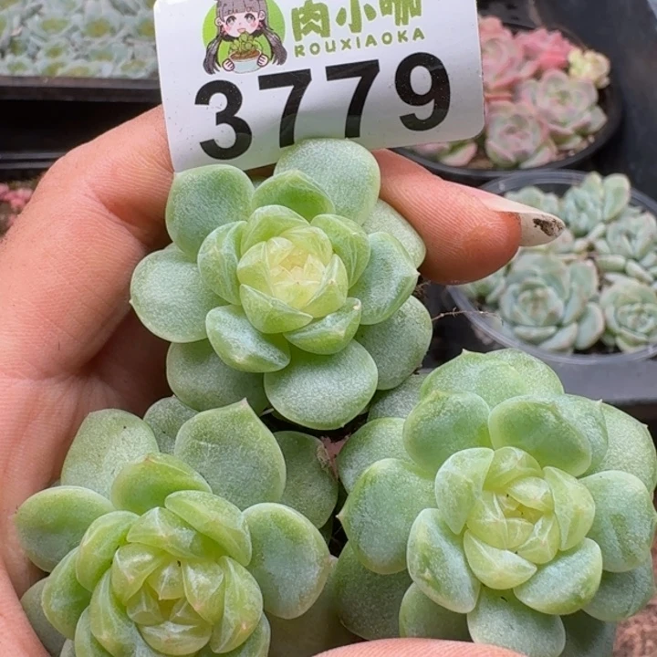 多肉植物多肉植物