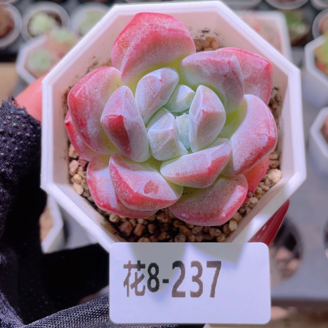 花利美8-237精选糖心